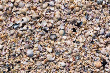 Sea shells background