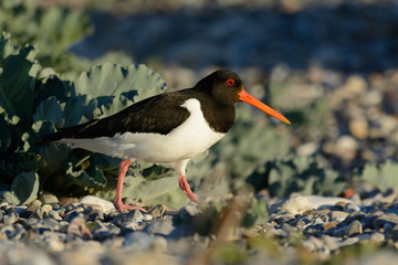 Austernfischer im Brutrevier am Strand - im Abendlicht