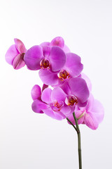 Obraz na płótnie Canvas Pink beautiful orchid on colored background.