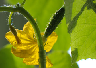 flowering cucumbers, young cucumbers