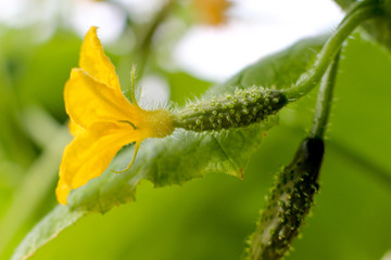 flowering cucumbers, young cucumbers, yellow flower, green plant, two small cucumber