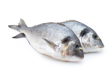 Fresh bream sea isolated on white background.