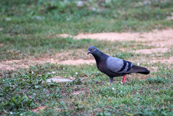 A small bird beautiful