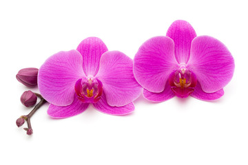 Obraz na płótnie Canvas Pink orchid on the white background.