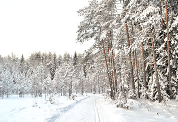 Winter landscape with forest.