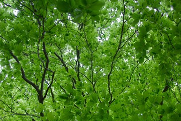 The green leaves of the tree.