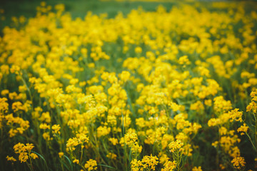 Beautiful yellow flowers on a bokeh background. Yellow summer meadow flowers