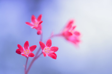 Red little flowers, delicate saxifrage in the background. Macro of red flowers. Selective focus