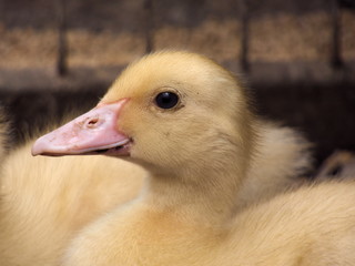 Domestic Duckling Young