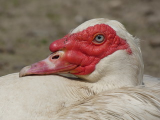 Duck Drake Head Male