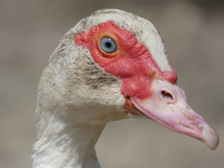 Duck Female Head