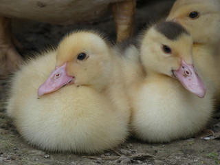 Ducklings Domestic Duck Young