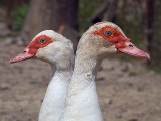 Duck Females Two Heads Abstract