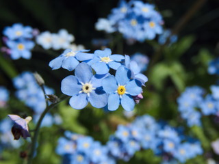 Myosotis Forget Me Not Blue Flowers