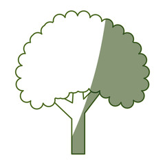 Beautiful tree isolated icon vector illustration graphic design