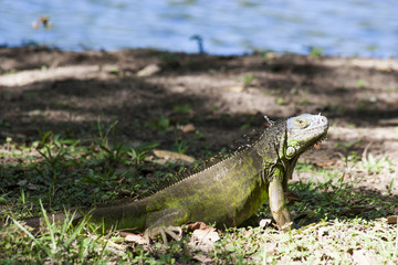 Iguana,reptile,Villahermosa,Tabasco,Mexico