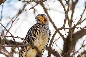 Southern Yellow-billed Hornbill Bird in Etosha National Park