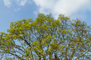 Laubbaum