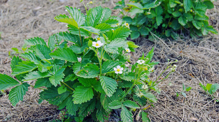Blooming strawberry in the garden