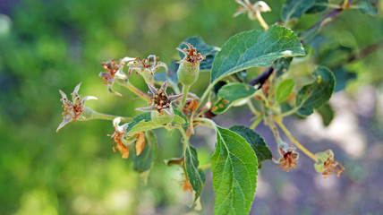 Growing young green apples in late spring