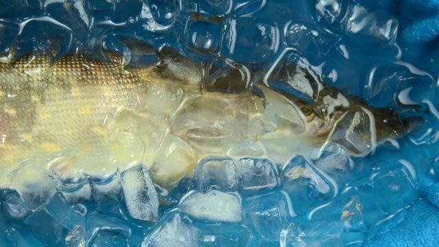 Fish pike in the ice in the water.