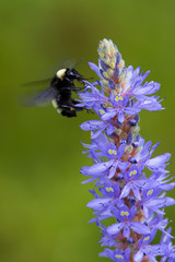 bee On Flowers