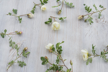 white wild rose flowers frame on light wooden background