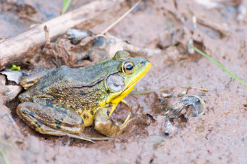 frog sitting in mud