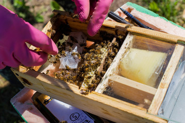 Beekeeper holding a small Nucleus with a young queen bee. Breeding of queen bees. Beeholes with honeycombs. Preparation for artificial insemination of queen bees.