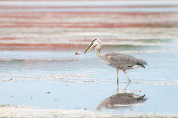 a blue heron wading in water