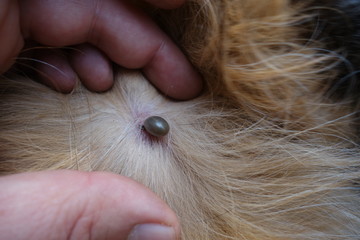 Help clean ticks from dogs.