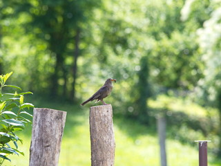 Amsel mit Wurm - Blackbird with worm