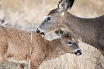 a mother deer licks fawn