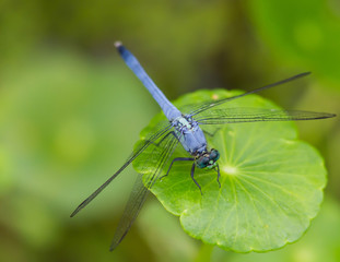 Blue Dragonfly On Green