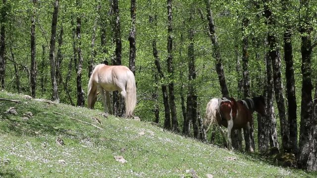 Cavalli selvaggi nel Parco Nazionale del Cilento e Vallo di Diano; Wild horses