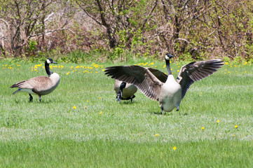 Canada Geese squabble