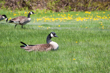 Canada Geese in a field