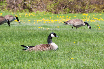 Closeup of a group of Canada Geese