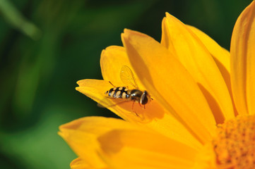 Schwebfliege auf Calendula