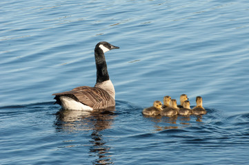 mother goose swimming with goslings