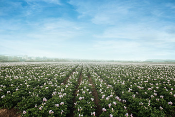 potato flowers blooming in the field