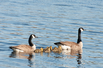 Family of Canada geese swimming
