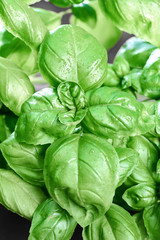basil plant