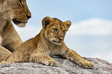 Lion Cub & Watchful Parent
