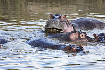 Grumpy Hippo