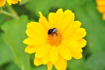 Hummel auf Gewürztegedis