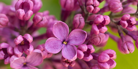 Obraz na płótnie Canvas Beautiful lilac flowers of lilac, macro
