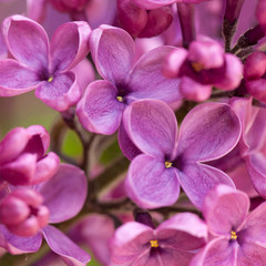 Beautiful lilac flowers of lilac, macro