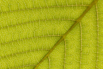 Graphic streaks on a green leaf, macro, background