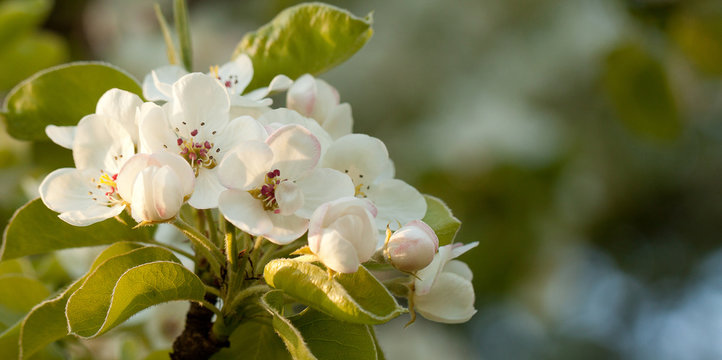 Pear branches with white beautiful flowers